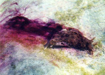 Spotted Sea Hare releasing purple defensive ink