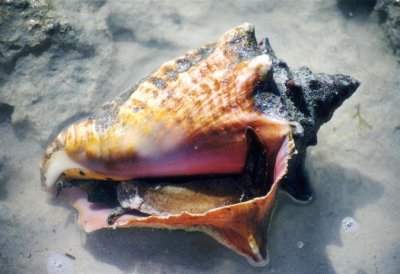 Queen Conch