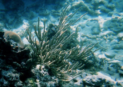 Sea Rod Coral