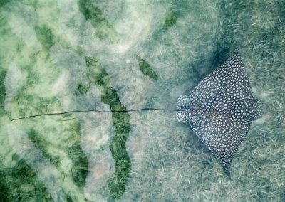 Spotted Eagle Ray