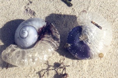 Common Purple Snails