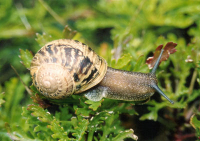 Brown Garden Snail; exotic