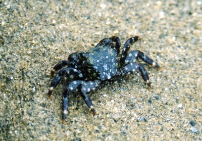 Striped Shore Crab