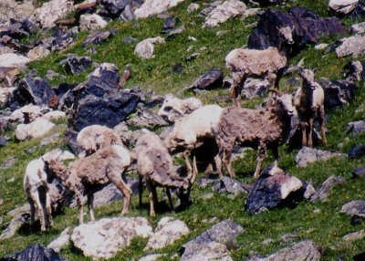 Bighorn Sheep; ewes