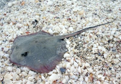 Southern Stingray