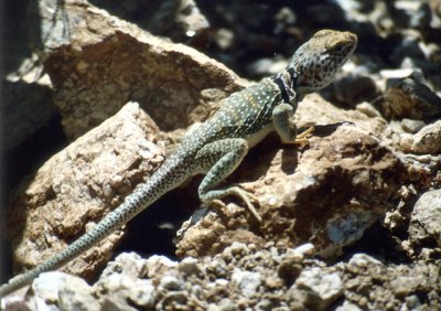 Eastern Collared Lizard