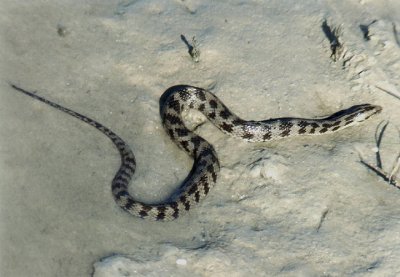 Brown Water Snake