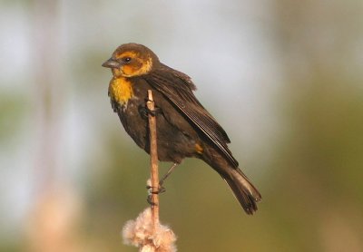 Yellow-headed Blackbird; female