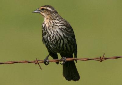 Red-winged Blackbird; female