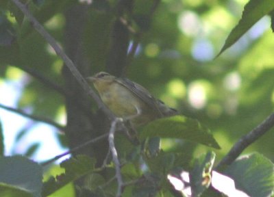 Worm-eating Warbler