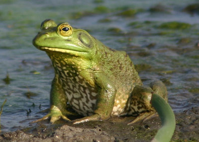 Bullfrog; male