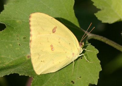 Phoebis sennae; Cloudless Sulphur; female