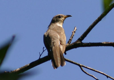 Yellow-billed Cuckoo; juvenile