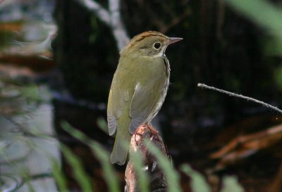 Ovenbird