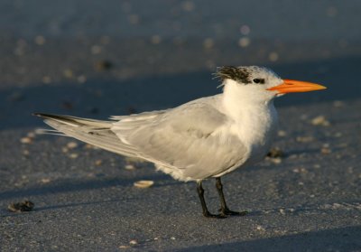 Royal Tern; basic