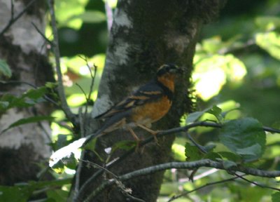 Varied Thrush; male