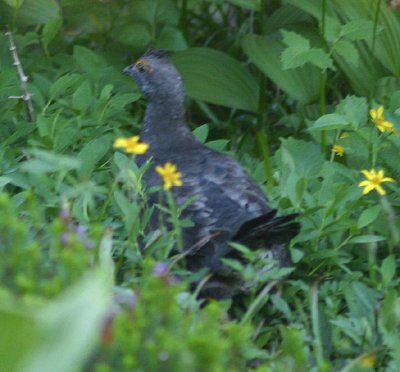 Sooty Grouse; male