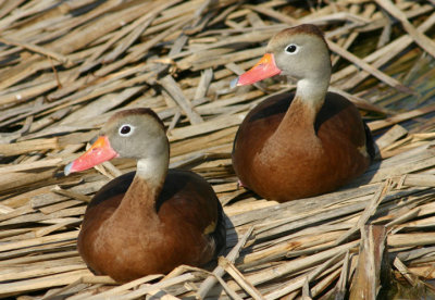 Black-bellied Whistling-Ducks