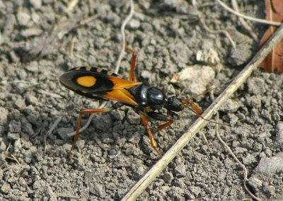 Rasahus biguttatus; Assassin Bug species