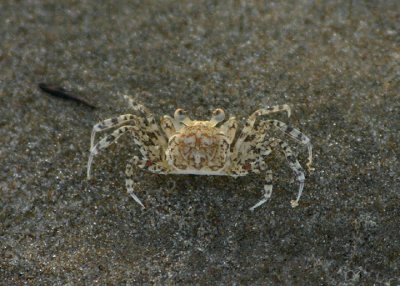 Ghost Crab; juvenile