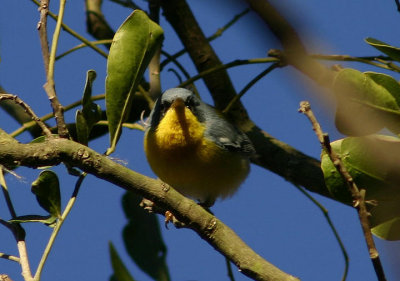 Tropical Parula