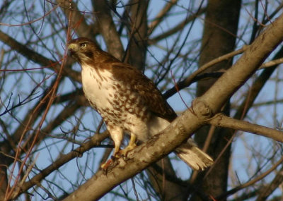 Red-tailed Hawk; immature