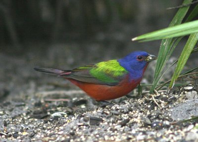 Painted Bunting; male