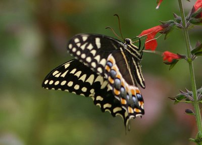Papilio palamedes; Palamedes Swallowtail