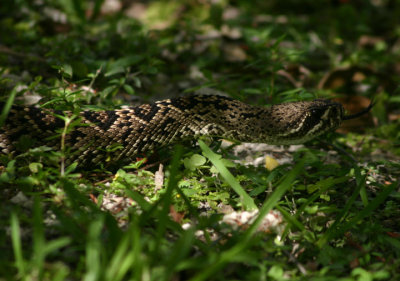 Eastern Diamondback Rattlesnake