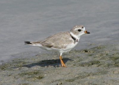 Piping Plover; transitional