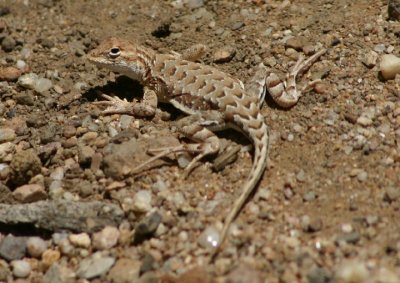 Elegant Earless Lizard; female