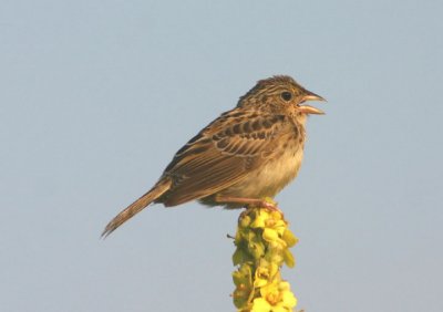 Grasshopper Sparrow; juvenile