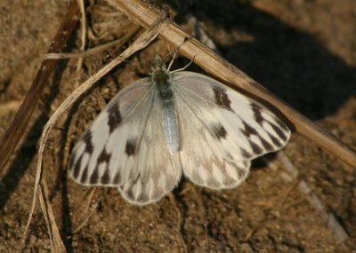 Pontia protodice; Checkered White; female