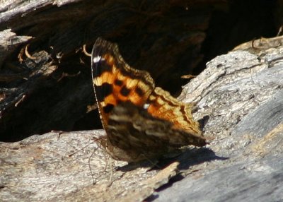 Nymphalis l-album; Compton Tortoiseshell