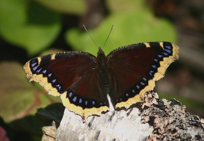Nymphalis antiopa; Mourning Cloak