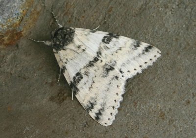 8803 - Catocala relicta; White Underwing