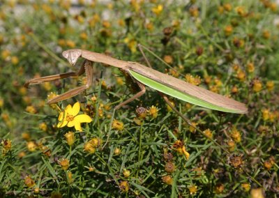 Tenodera sinensis sinensis; Chinese Mantid; male; exotic