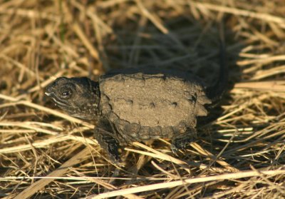Common Snapping Turtle; hatchling