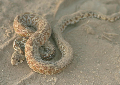 Sonoran Gopher Snake