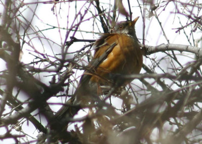 Rufous-backed Robin