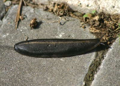 Slug species