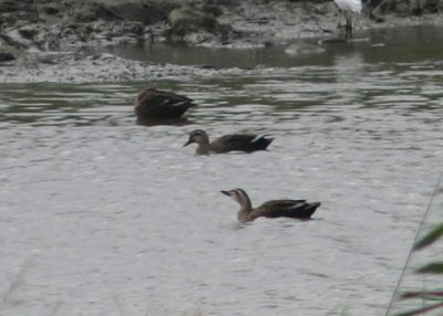 Eastern Spot-billed Ducks