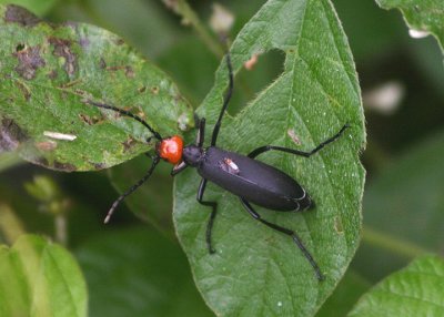 Blister Beetle species