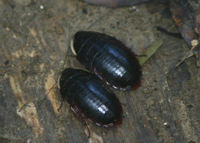 Cockroach species