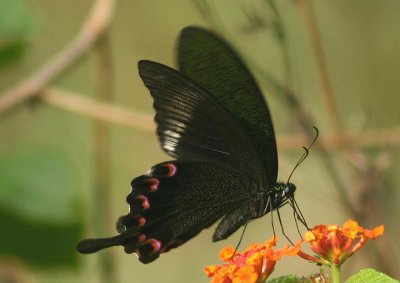 Papilio paris nakaharai (Paris Peacock)