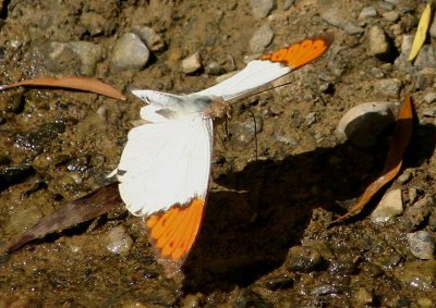 Hebomoia glaucippe formosana (Great Orange Tip)