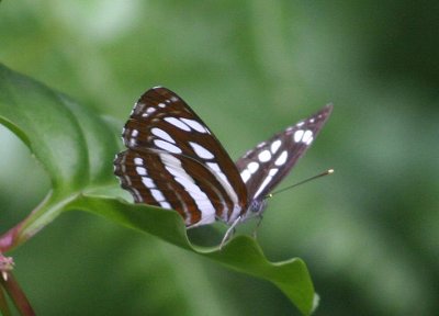 Neptis hylas luculenta (Common Sailor)