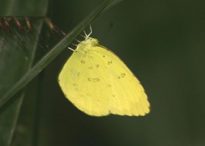 Eurema hecabe (Large Grass-Yellow)