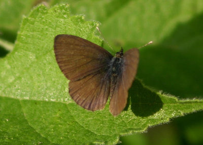 Prosotas nora formosana (Common Lineblue)