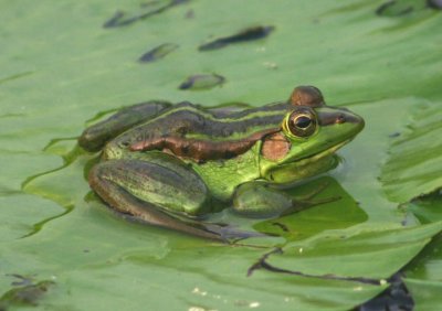 Rana plancyi (Green Pond Frog)